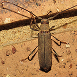Xystrocera erosa